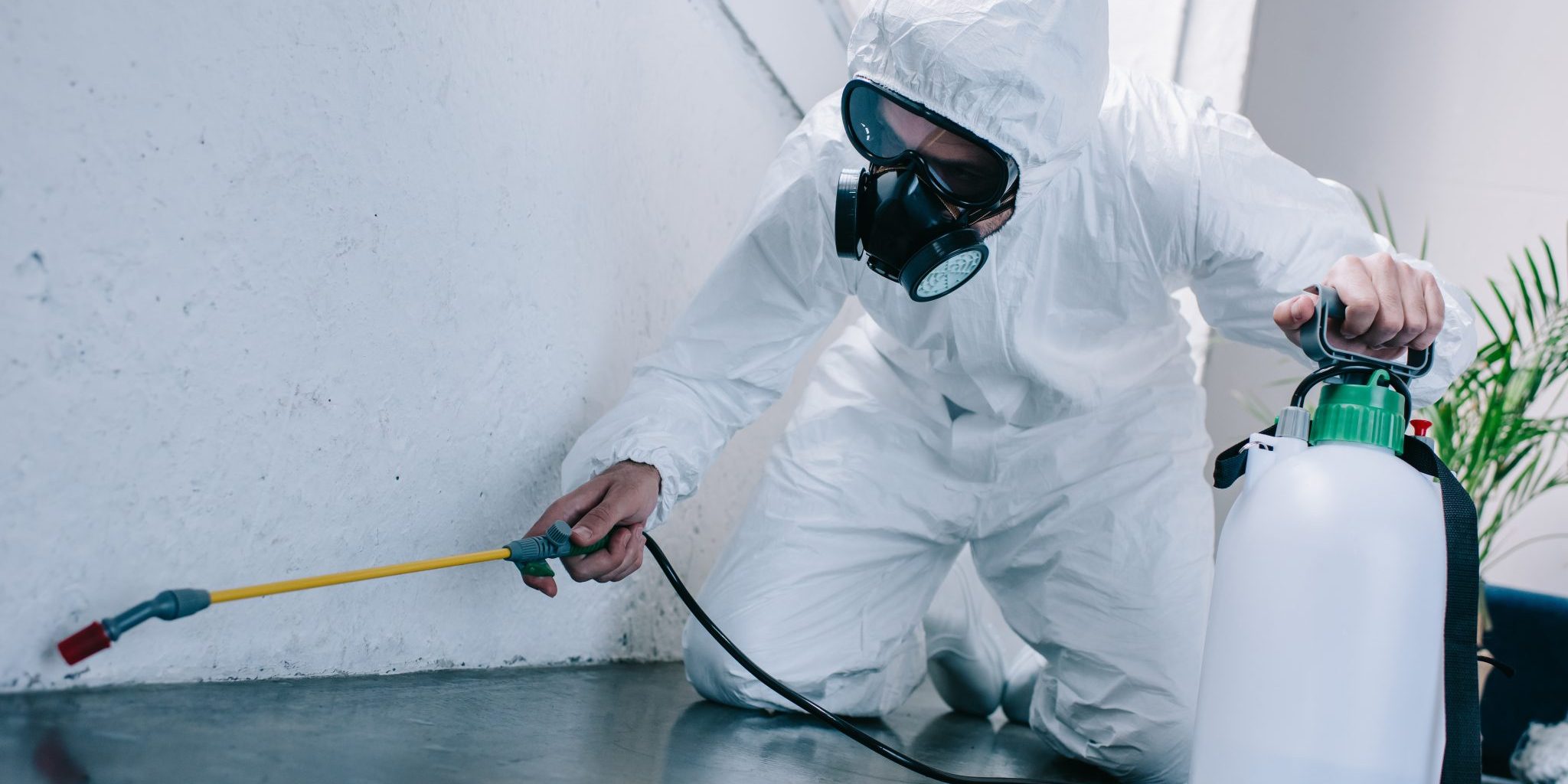 pest control hills district