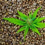 Cannabis Seeds for Cooking: Unlocking Their Culinary Potential