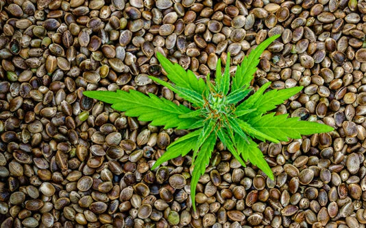 Cannabis Seeds for Cooking: Unlocking Their Culinary Potential